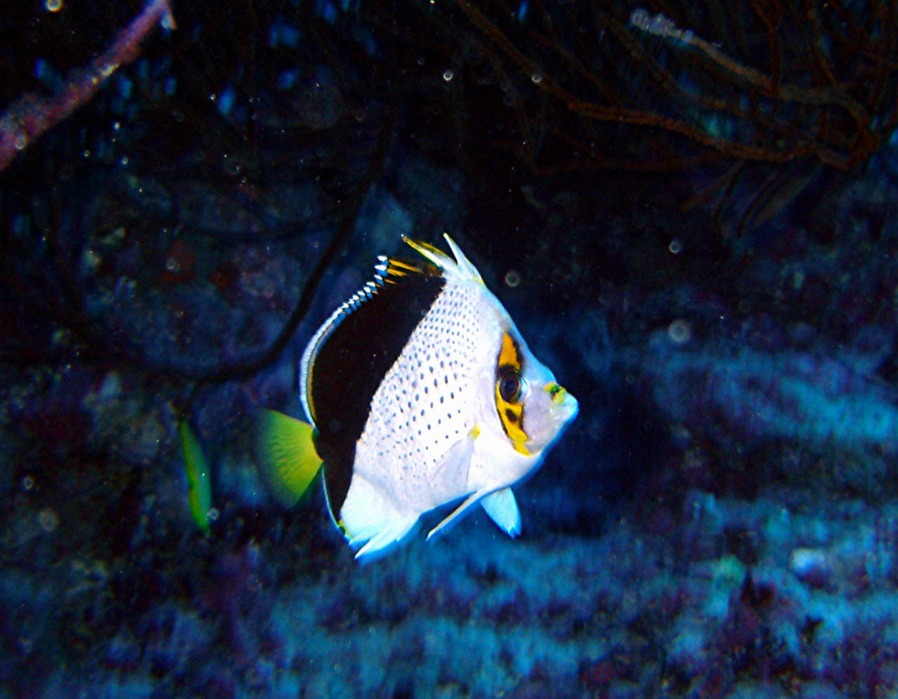 Chaetodon tinkeri